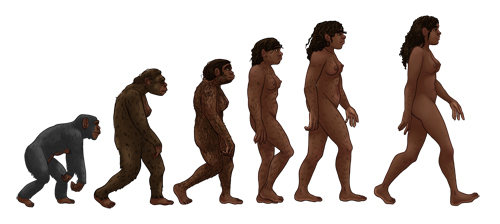 Female human evolution